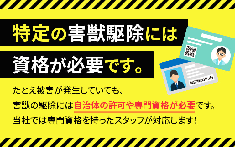 特定の害獣駆除には資格が必要です。たとえ被害が発生していても、害獣の駆除には自治体の許可や専門資格が必要です。当社では専門資格を持ったスタッフが対応します！